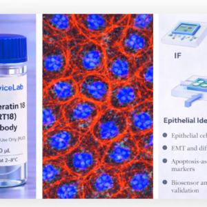 Cytokeratin 18 (KRT18) antibody