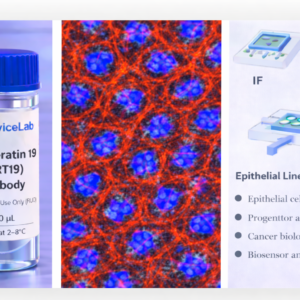 Cytokeratin 19 (KRT19) Antibody (100 uL)