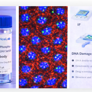 γH2AX (Phospho-Histone H2AX Ser139) Antibody (RUO)