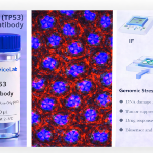 p53 (TP53) Antibody (RUO)